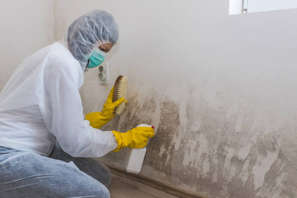 Best Certified Mold Removal  in Hamilton, MT
