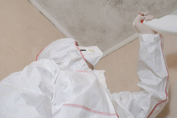 Trusted Hamilton, MT Mold Removal Experts