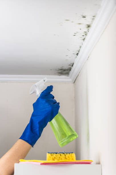 Best Local Mold Removal Service  in Hamilton, MT